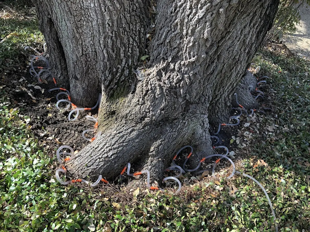 Detailed Tree Cabling and Bracing job site in New Straitsville