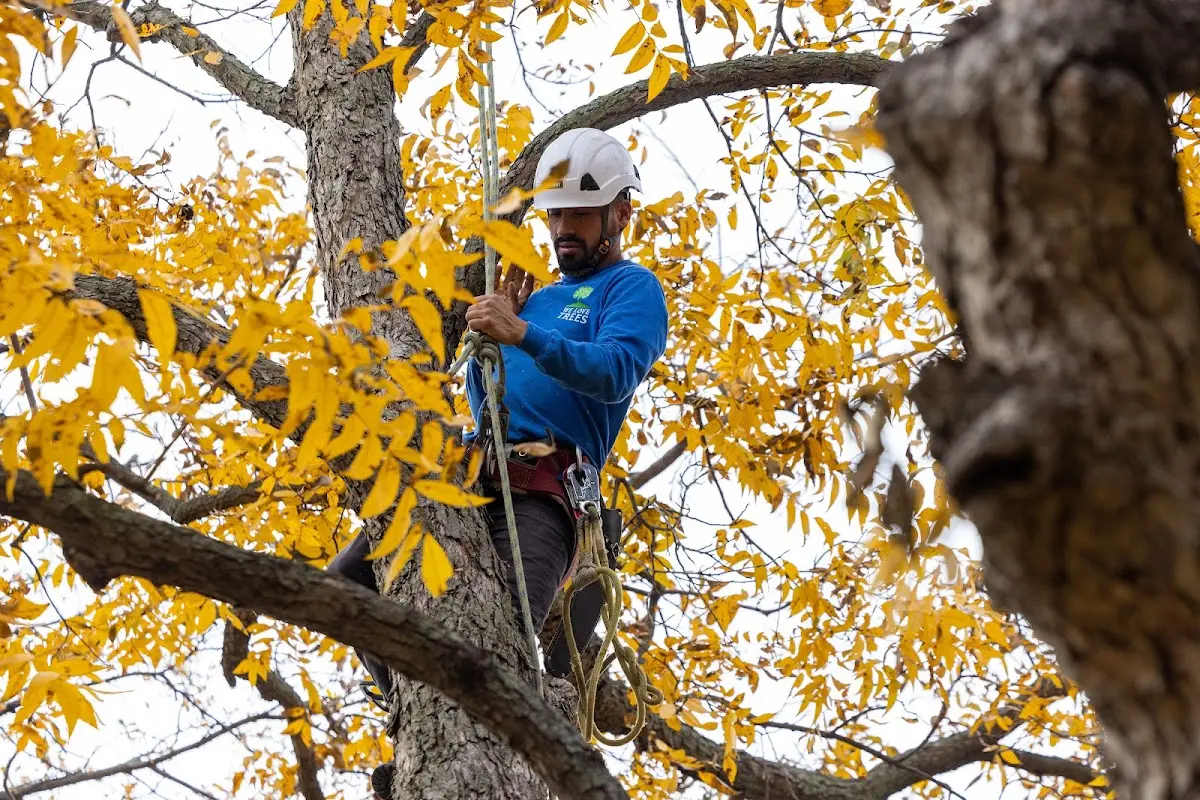 Skilled Tree Pruning crew working in New Straitsville