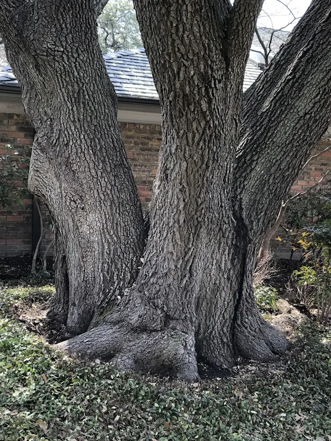 Mature heritage tree close to a New Straitsville property cared for by certified arborists